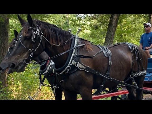 Draft Horses // Black Percheron Team For Sale