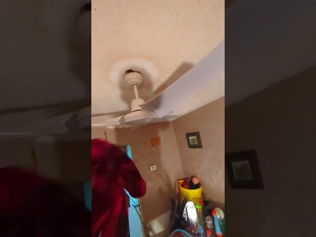 DANCE YOU FU#K  #ceilingfan #stupidvideo #wobbling #shorts