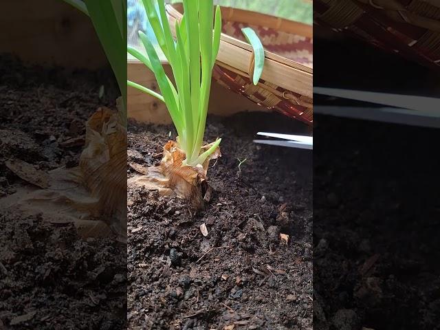 Harvesting to encourage more growth #vegetable #garden #harvest #green #onions #healthy #food #short