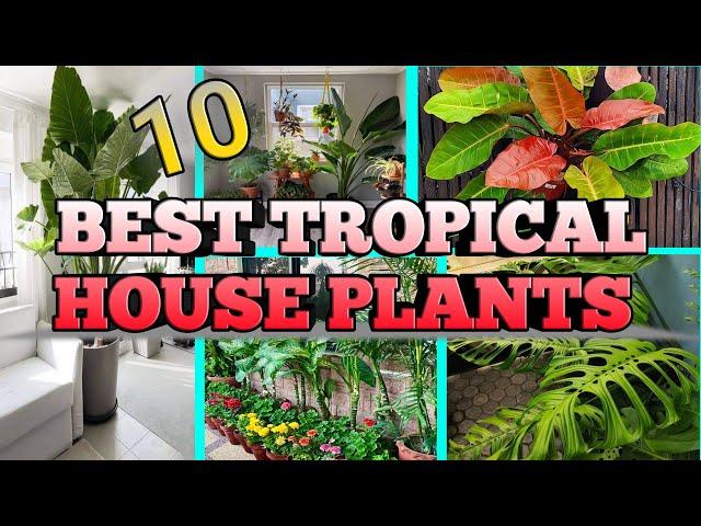 10 Best Tropical house plants