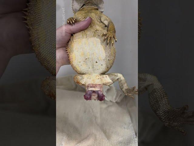 Bearded Dragon Tail & Hemipene Amputation