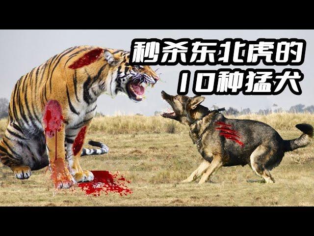 盘点10种能够轻松秒杀东北虎的狗：坎高犬仅排第4，鬼獒第1无悬念