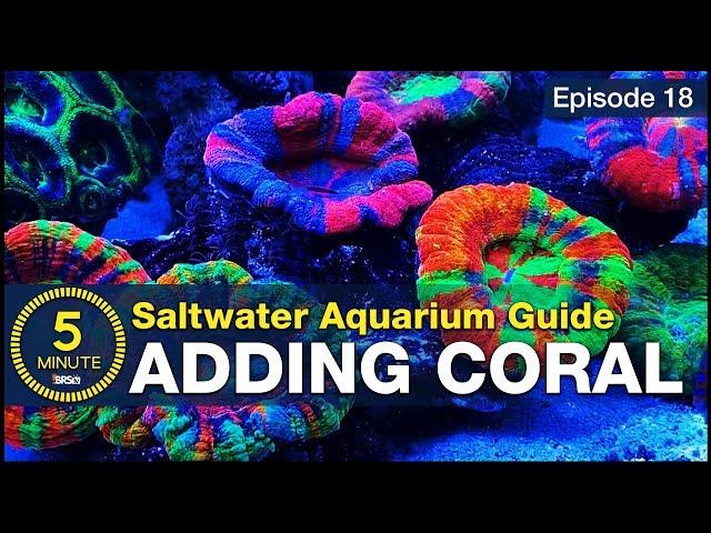 Top LPS and soft corals that make a tank POP! Adding simple beginner corals