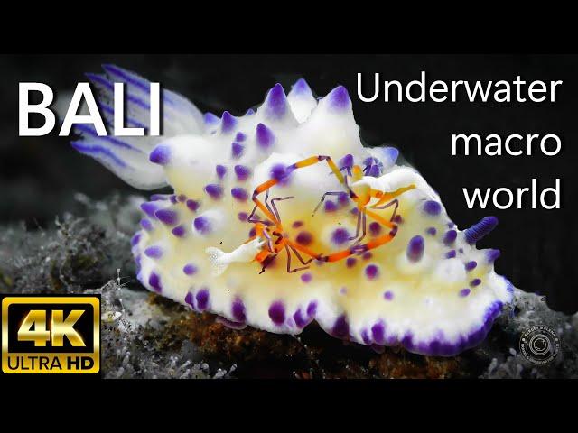 AMAZING UNDERWATER MACRO WORLD 4K | BALI | Relax | Marine life | Sea Animals