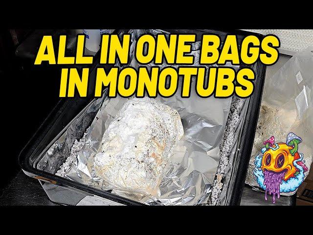 Fruiting All In One Bags In Monotubs  - ShroomTek S2 EP2