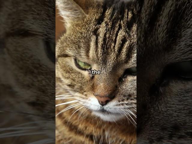 Feral Cat Takes Over Elon's Twitter! ‍⬛