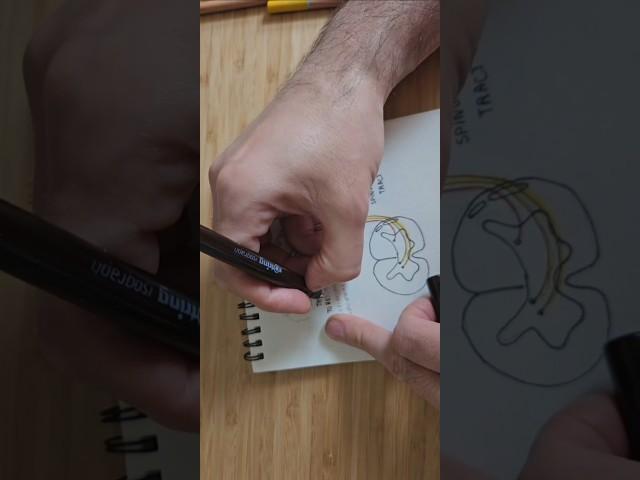 #basicanatomy #senseorgansfunctions #skeletonart #skeleton #drawing #occipitalneuralgia