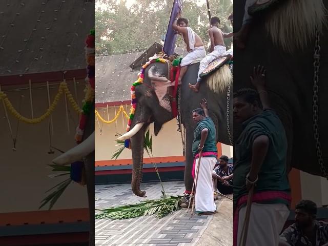 #keralaelephant #mullathvijayakrishnan #elephant #pooram #uthsavam #elephantfestival