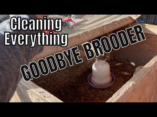 Brooder is GONE | a Visit from Hyddenwell Farm | The Shearin Homestead