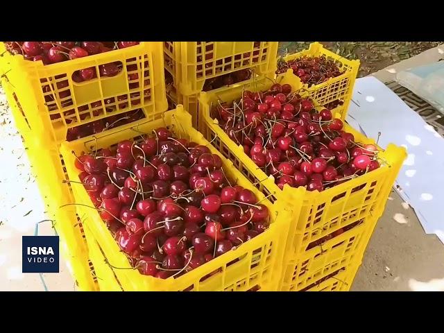 صادرات بیش از ۹۰۰ تن گیلاس از خراسان شمالی به روسیه