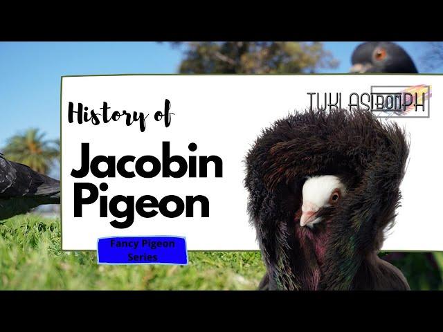 History of Jacobin Pigeon | Fancy Pigeon Series | TUKLASibonPH