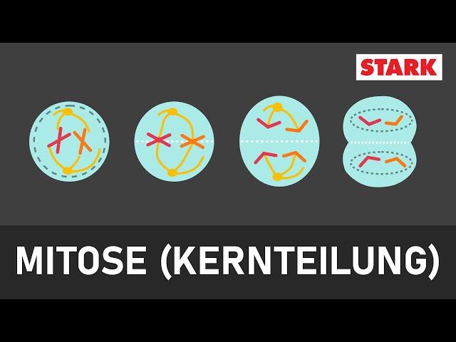 Mitose | mit Aufgaben [STARK] | Prophase, Prometaphase, Metaphase, Anaphase, Telophase | Zytokinese