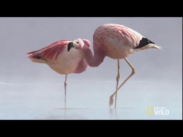 These Flamingos Have Sweet Dance Moves