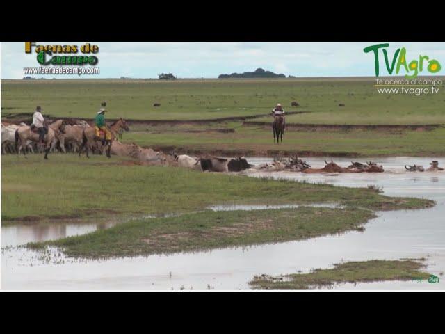 Trabajo de Invierno en los Llanos orientales (Ganadería extensiva) - TvAgro por Juan Gonzalo Angel