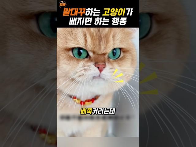 화가 나면 더 귀여워지는 고양이