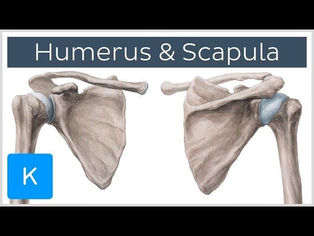 Humerus and Scapula: Anatomy, Definition, Ligaments & Bones | Kenhub