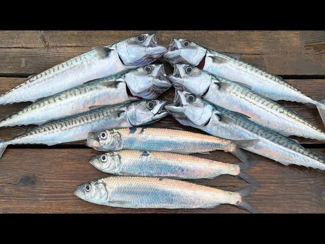 How to catch, clean and cook Mackerel and Herring - Delicious and simple | The Fish Locker