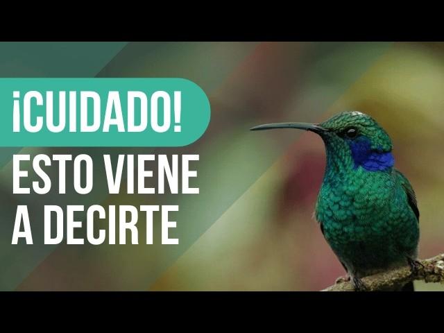  Significado de un COLIBRÍ en el TRABAJO ¡No lo ignores! 