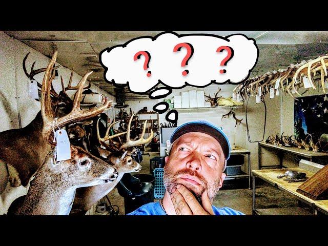 What do YOU NEED to open a taxidermy shop? ***SUPER EASY*** WHITETAIL TAXIDERMY!