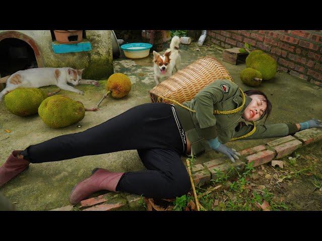 Harvesting Many Wild Jackfruits & Go Market to Sell – 10m Long, 100kg Giant Anaconda Ambushes Girl