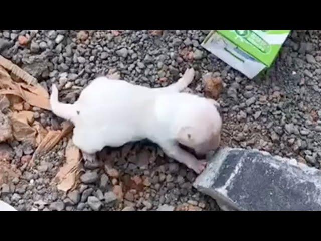 On the bank of a stream, a hungry 5-day-old puppy cried and tried to crawl to find its mother