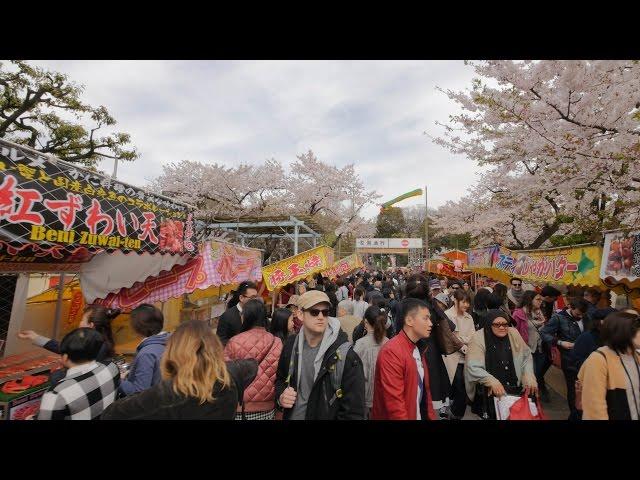 4K・ 【4K】Videowalk in Ueno Park during sakura blooming