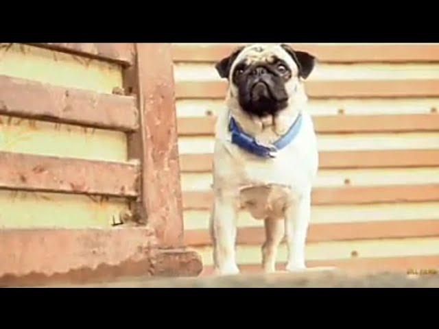 Difference between animals & humans on helping others / Kifal TV