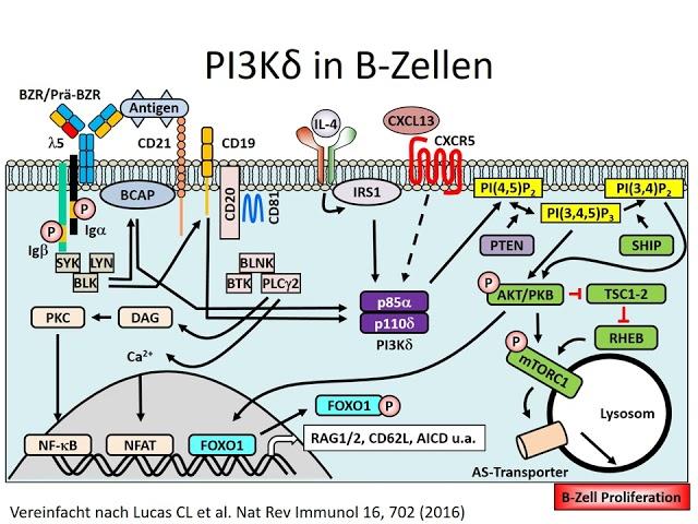 Teil 22: APDS, Activated PI3-Kinase Delta Syndrome