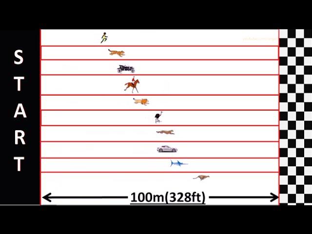 Speed Comparison : Race Simulation