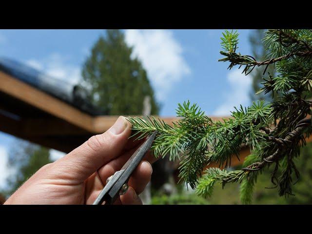 Spruce Bonsai Growth Management