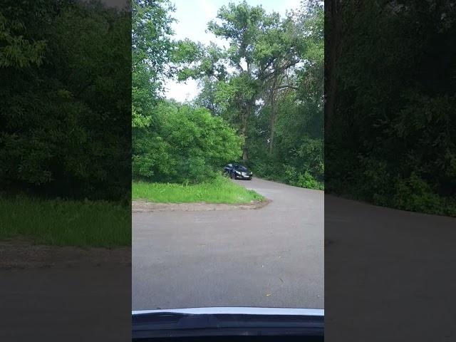 Аллея из разных деревьев на повороте в между Алесеевкой и больницей, во Флорештах