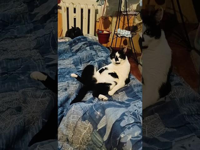 КОШКА МАРОШКА НА ЧИЛЕ. #кошка #котики #котëнок #cat #приколы #приколыскотами #прикол #расслабон