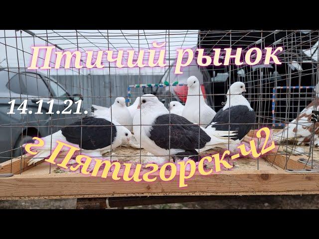 Голуби цены Птичий рынок г Пятигорск-ч2Pigeons prices Bird market Pyatigorsk-ch2