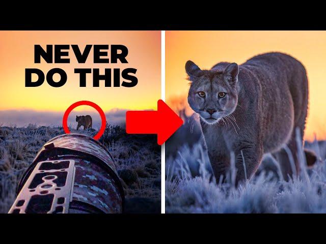 This one mistake almost ruined my $20,000 mountain lion tour