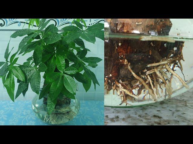 Cây Kim Ngân thủy sinh –Cách trồng và chăm sóc ̣̣-How to grow and care for Money tree in water