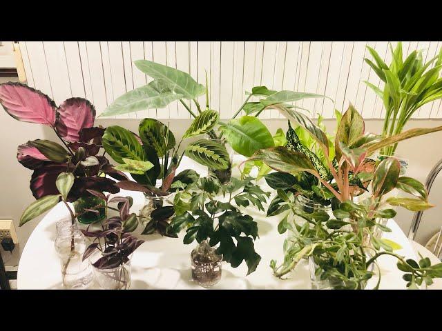 9 Houseplants That Transfer To Water Culture Easily (For Me)