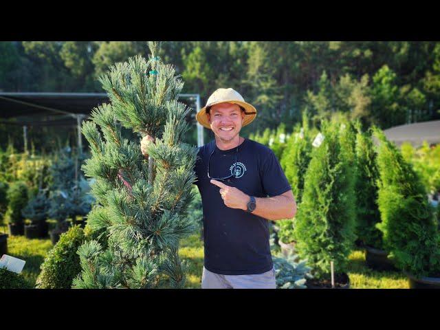 Conifer and Evergreen Tour! |Conifers that Grow In the South|