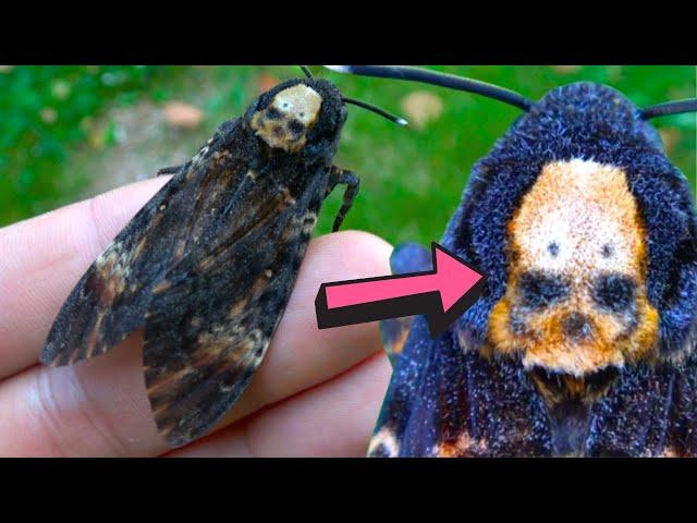 Death's-head hawkmoth - SKULL MARKING ! - Acherontia atropos, Biology & Fun facts!