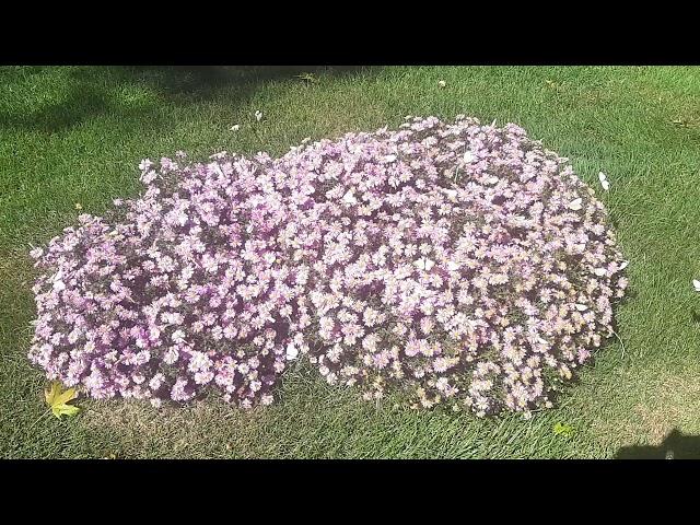 FRANK CATANZARO: Butterflies gather on a flower bush & socializing together on September 23rd, 2019