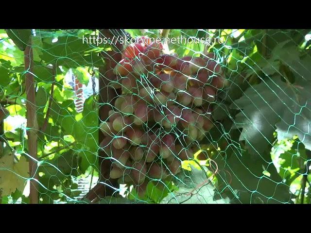 Сорта винограда 2018. Дубовский розовый - красавец вне конкуренции