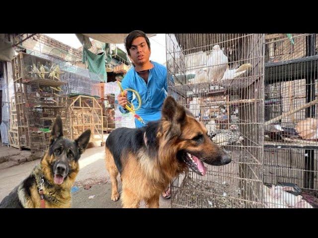 Samad Ko German Shepherd Pasand Agea Lakin 