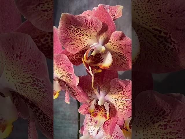 Phal. Leco Fantastic | Dragon Heart  | Очередное пышное домашнее цветение голландской орхидеи 