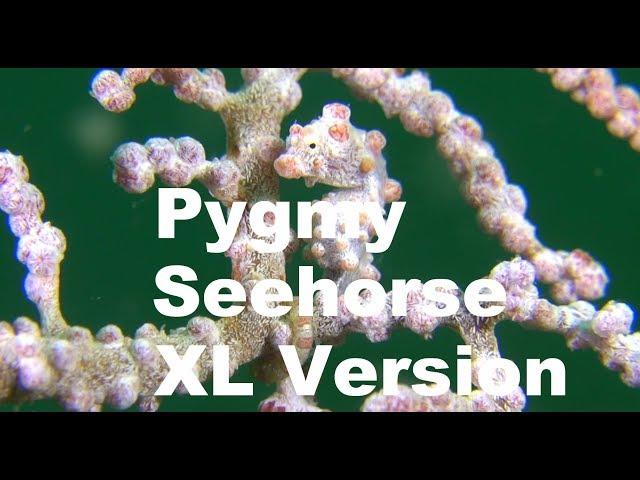 Diving Lembeh Strait #06 - Red Pygmy Seahorse / Rotes Zwergseepferdchen - Hans-Peter Endler