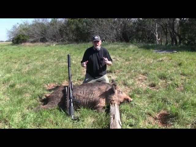 Airgun Hunt for Hogs: A Big Pig Anchored!