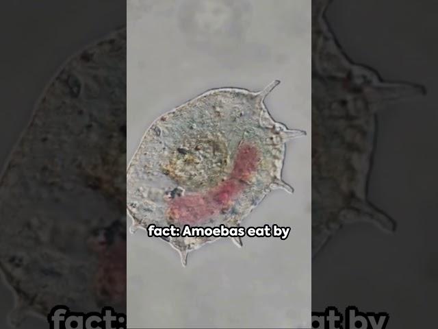 Facts about Amoeba, you probably didn't know! #facts #factshorts #microbiology #bacteria #virus