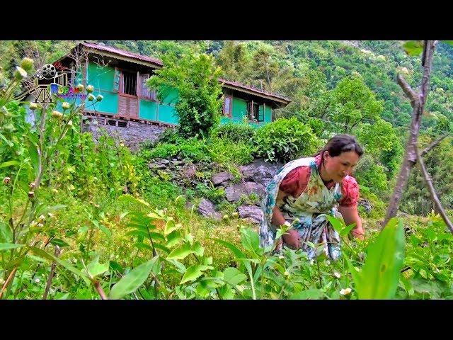 RURAL LIFE IN SIKKIM, INDIA ... Part - 10