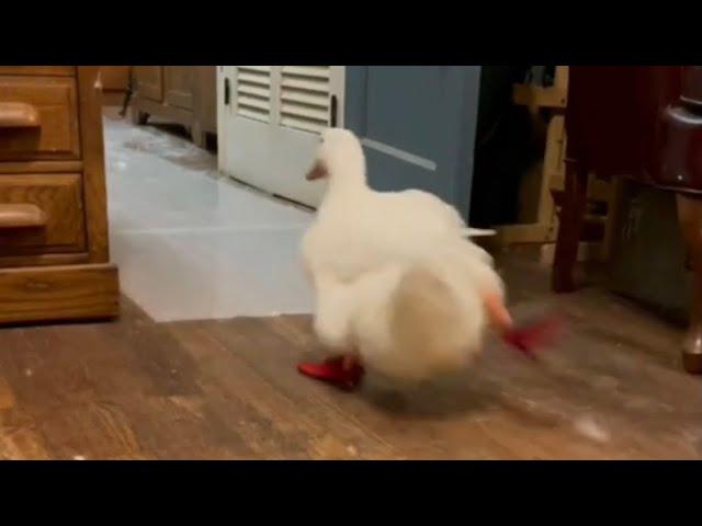 Running Duck (original video)