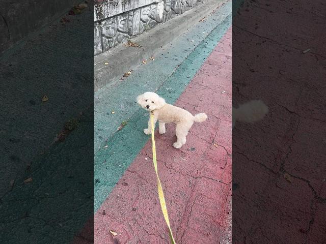 출근 준비 해야되는데 반대로 가자는 애 #강아지 #토이푸들 #반려견 #poodle #산책