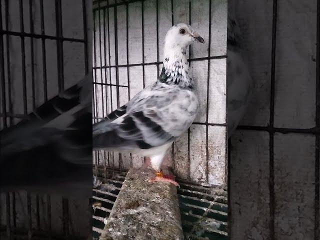 Afsan Grizil Pigeon in Bangladesh #Short