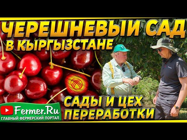 Черешневый сад как бизнес. Сколько ягоды с 1 гектара? Цех переработки. Садоводство Кыргызстана.